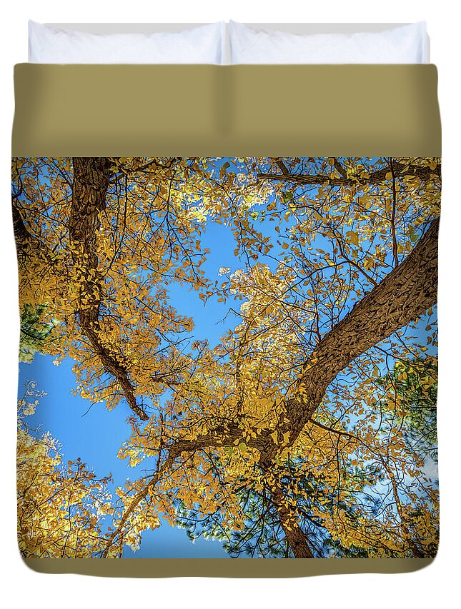 Autumn Duvet Cover featuring the photograph Looking Up by Maria Coulson