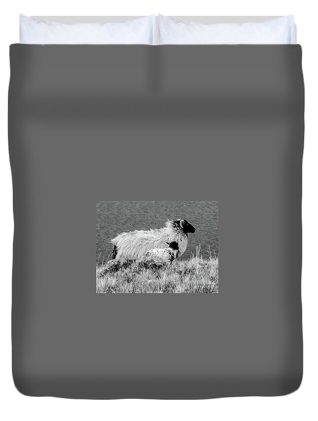 Sheep Of The World Series By Lexa Harpell Duvet Cover featuring the photograph Looking up to You by Lexa Harpell