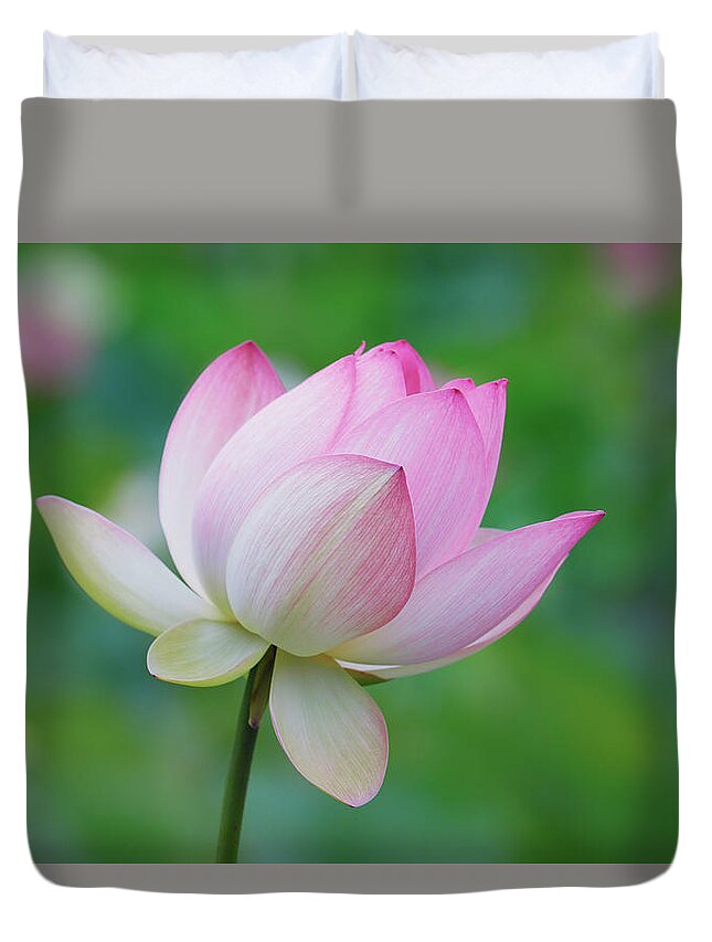 Lotus Flower Duvet Cover featuring the photograph Lotus Bloom by Ram Vasudev