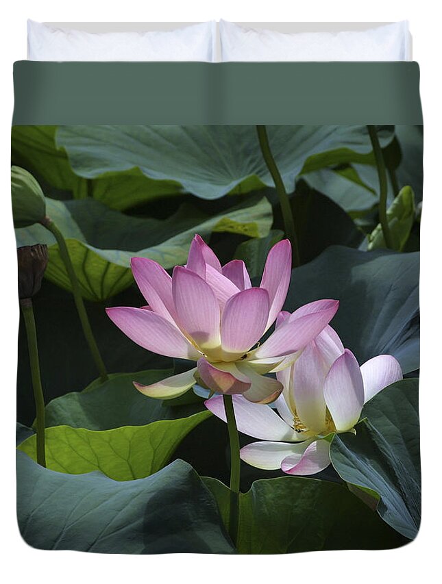 Lotus Duvet Cover featuring the photograph Lotus by Raffaella Lunelli