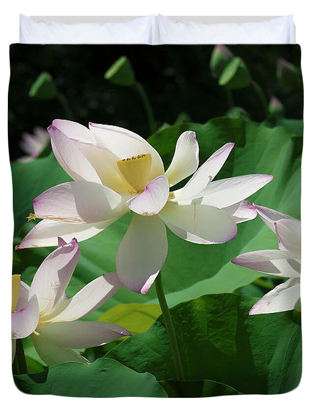 Lotus Duvet Cover featuring the photograph Lotus--Sisters iv DL0085 by Gerry Gantt