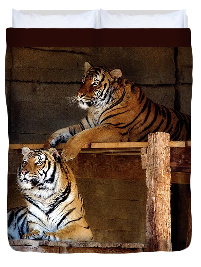 Oklahoma Duvet Cover featuring the photograph Lounging Tigers 2 by Lana Trussell