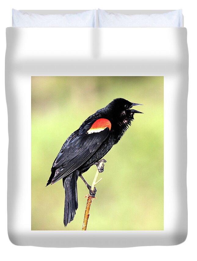 Red-winged Blackbird Duvet Cover featuring the photograph Love Song by Shane Bechler
