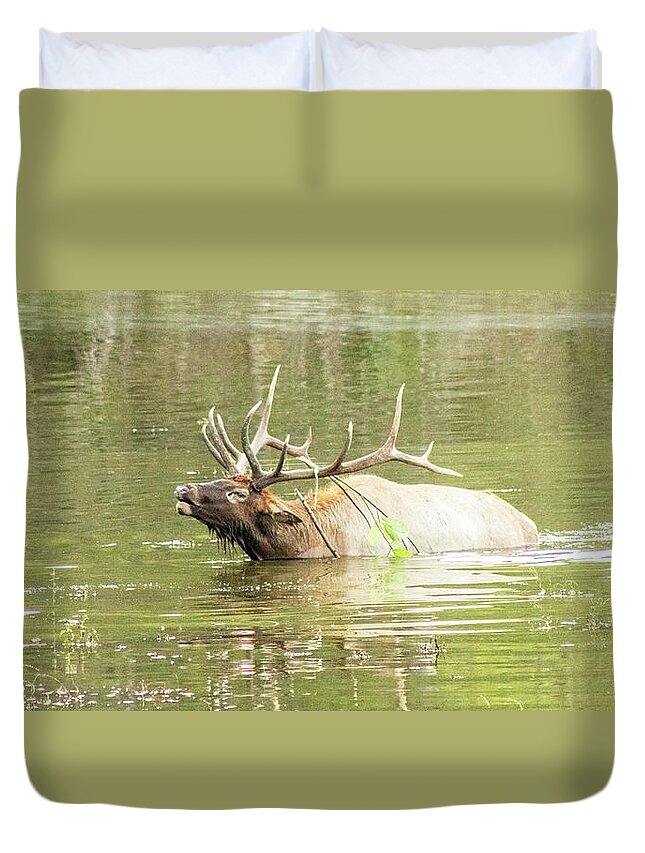 Elk Duvet Cover featuring the photograph Love Songs by Holly Ross