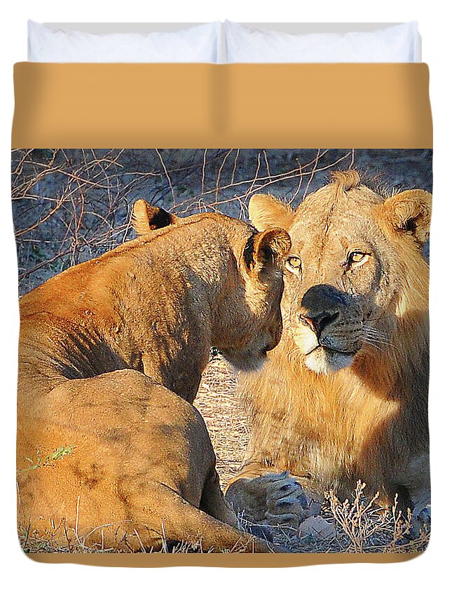 Loving Duvet Cover featuring the photograph Loving Lions by Ted Keller