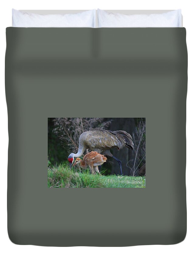 Sandhill Cranes Duvet Cover featuring the photograph Loving Sandhill with Colt by Carol Groenen