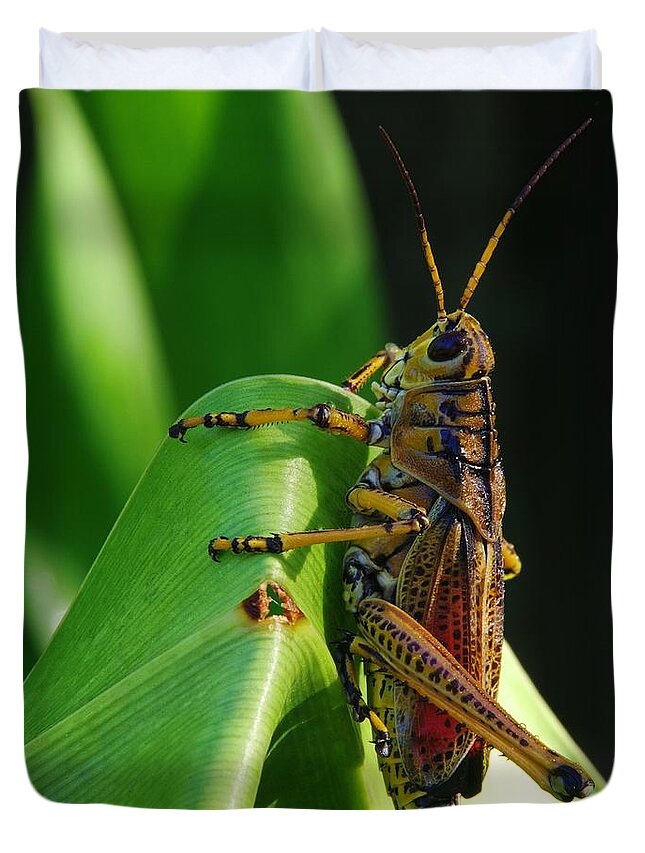 Lubber Grasshopper Duvet Cover featuring the photograph Lubber Grasshopper II by Richard Rizzo