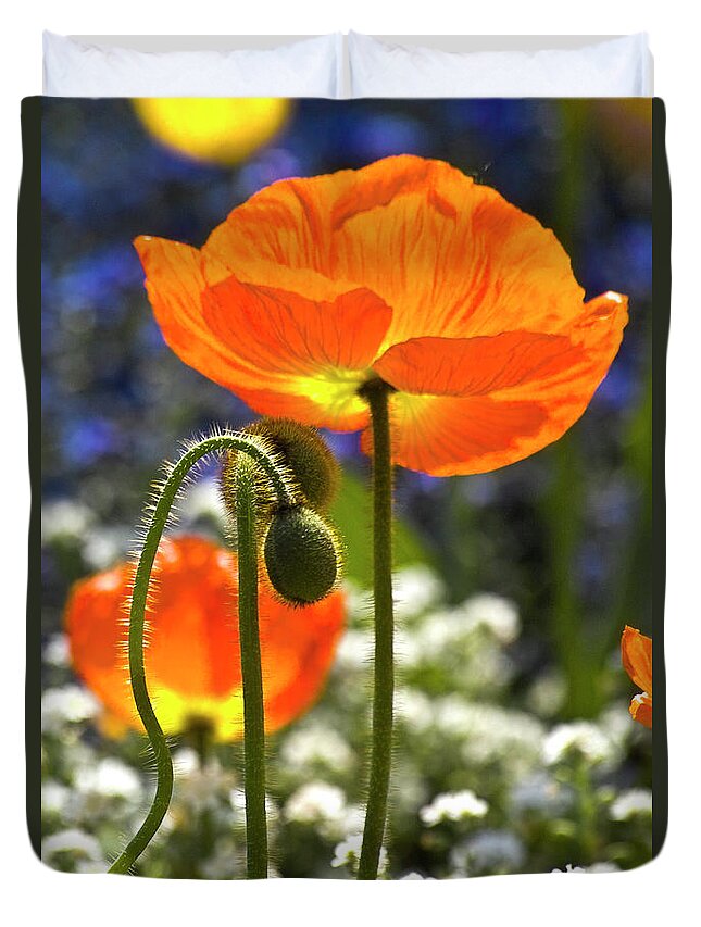 Poppy Duvet Cover featuring the photograph Lucid poppy by Heiko Koehrer-Wagner