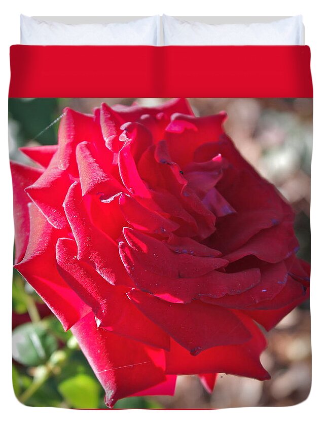 Rosa Duvet Cover featuring the photograph Luminous Red Rose Morning by Michele Myers