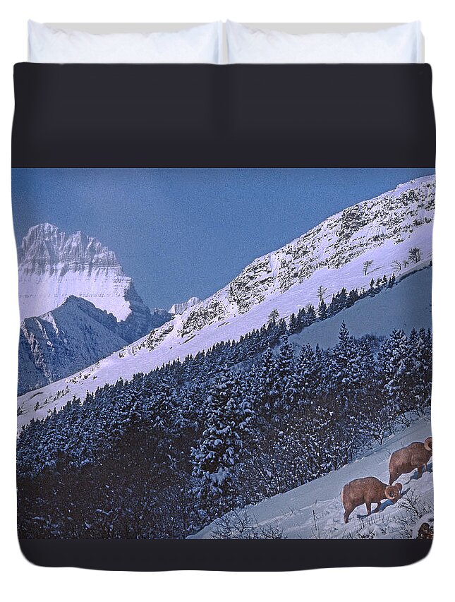 Bighorn Sheep Duvet Cover featuring the photograph M-08026-12 Bighorn Sheep in Glacier National Park by Ed Cooper Photography