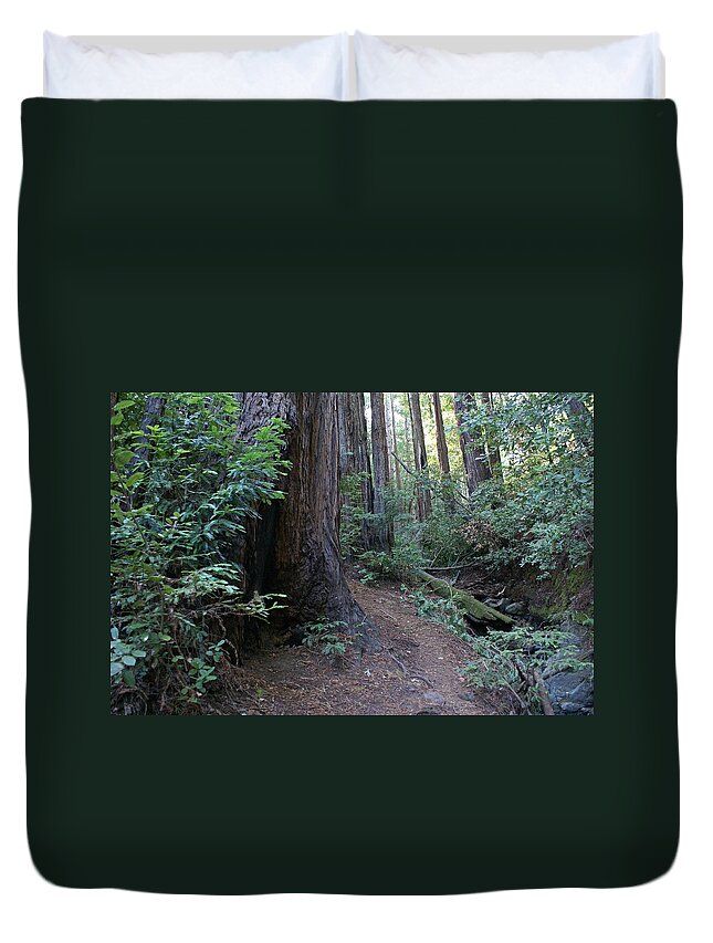 Mount Tamalpais Duvet Cover featuring the photograph Magical Path Through the Redwoods on Mount Tamalpais by Ben Upham III