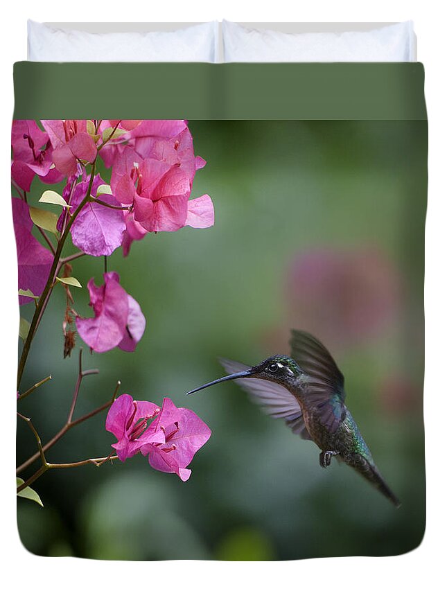 00429542 Duvet Cover featuring the photograph Magnificent Hummingbird Female Feeding by Tim Fitzharris