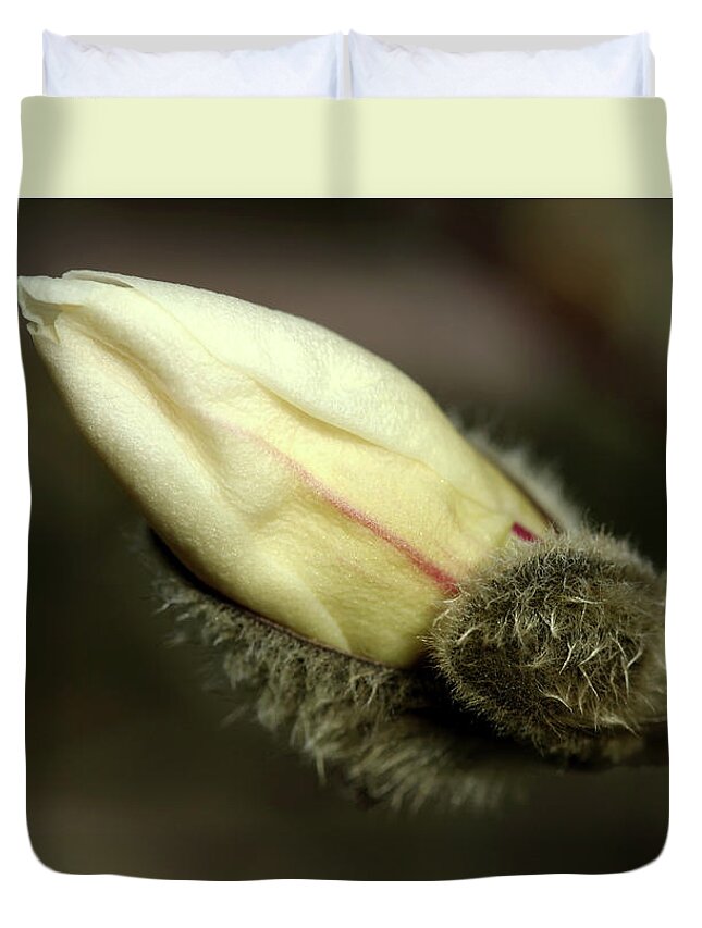 Magnolia Duvet Cover featuring the photograph Magnolia Kobus Bud by Debbie Oppermann
