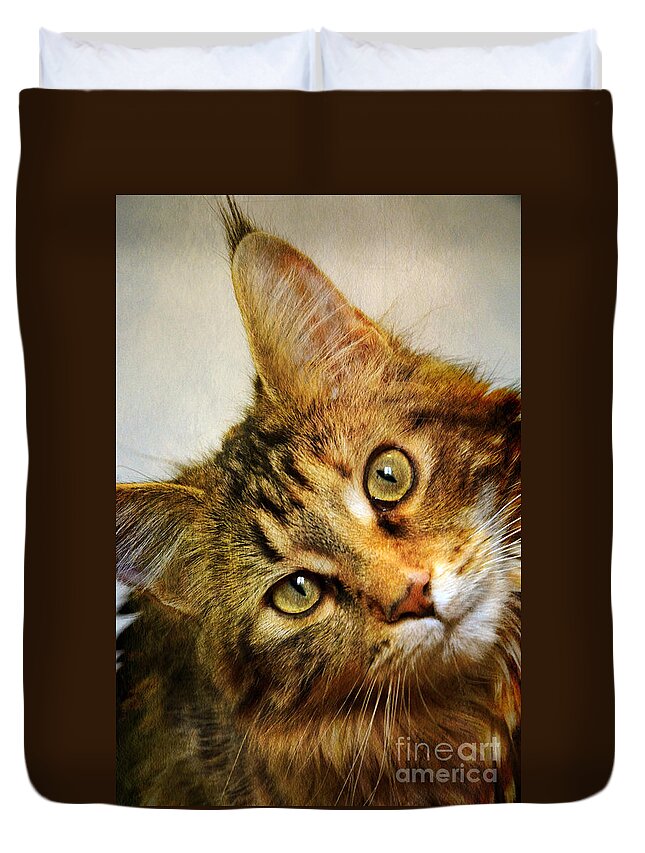 Cat Duvet Cover featuring the photograph Maine Coon Cat by Jill Battaglia