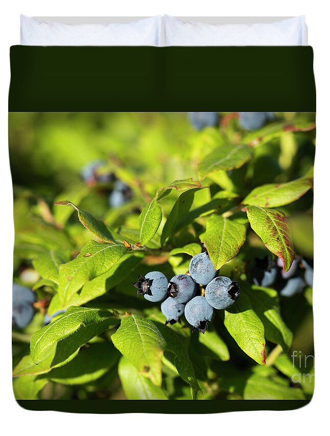 Eat Duvet Cover featuring the photograph Maine Wild Blueberries by Alana Ranney