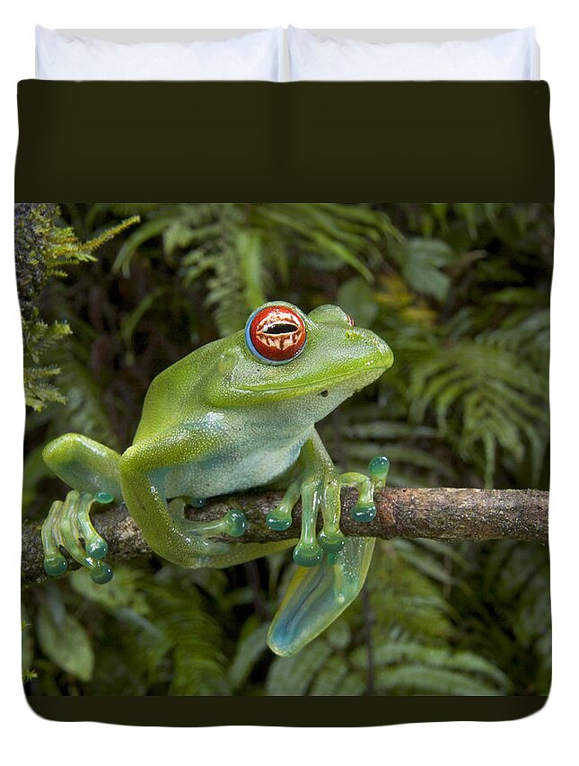 Mp Duvet Cover featuring the photograph Malagasy Web-footed Frog Boophis Luteus by Piotr Naskrecki