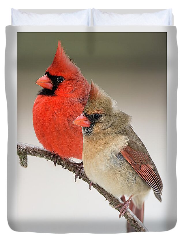 Male And Female Northern Cardinals Duvet Cover featuring the photograph Male and Female Northern Cardinals on PIne Branch by Bonnie Barry