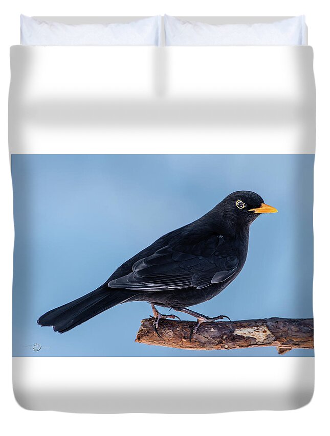Blackbird Duvet Cover featuring the photograph Male blackbird perching on a pine branch in profile by Torbjorn Swenelius