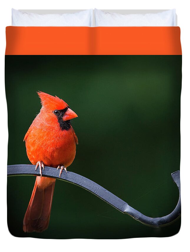 Bird Duvet Cover featuring the photograph Male Cardinal at the Feeder by Phil And Karen Rispin