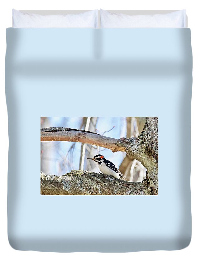 Downey Woodpecker Duvet Cover featuring the photograph Male Downey Woodpecker 1112 by Michael Peychich