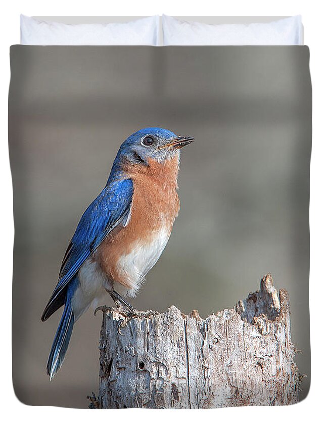 Nature Duvet Cover featuring the photograph Male Eastern Bluebird Singing DSB0287 by Gerry Gantt