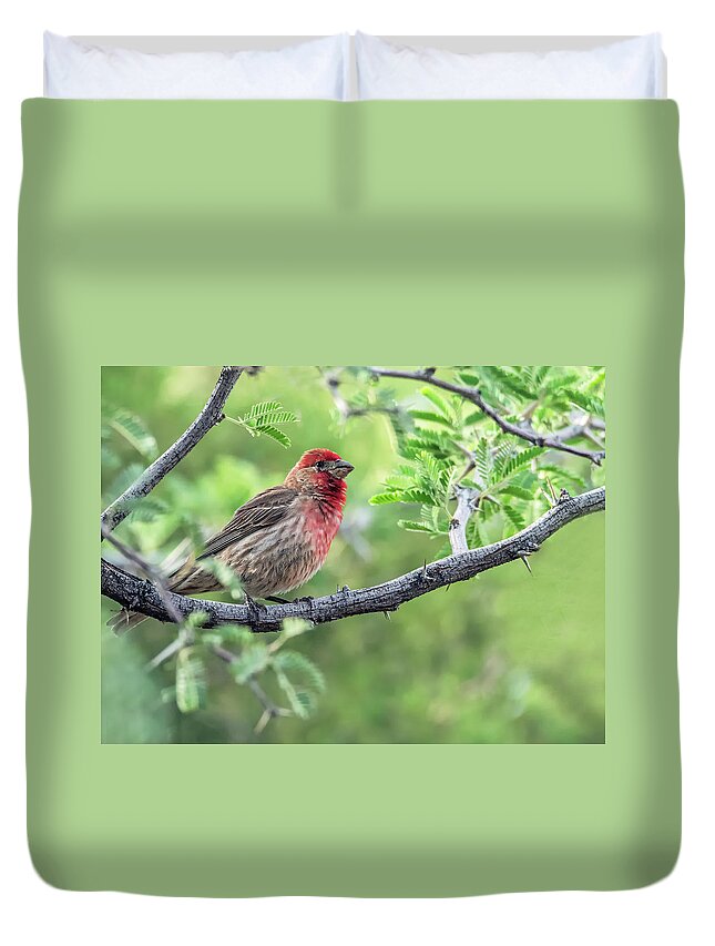 House Duvet Cover featuring the photograph Male House Finch 9433 by Tam Ryan