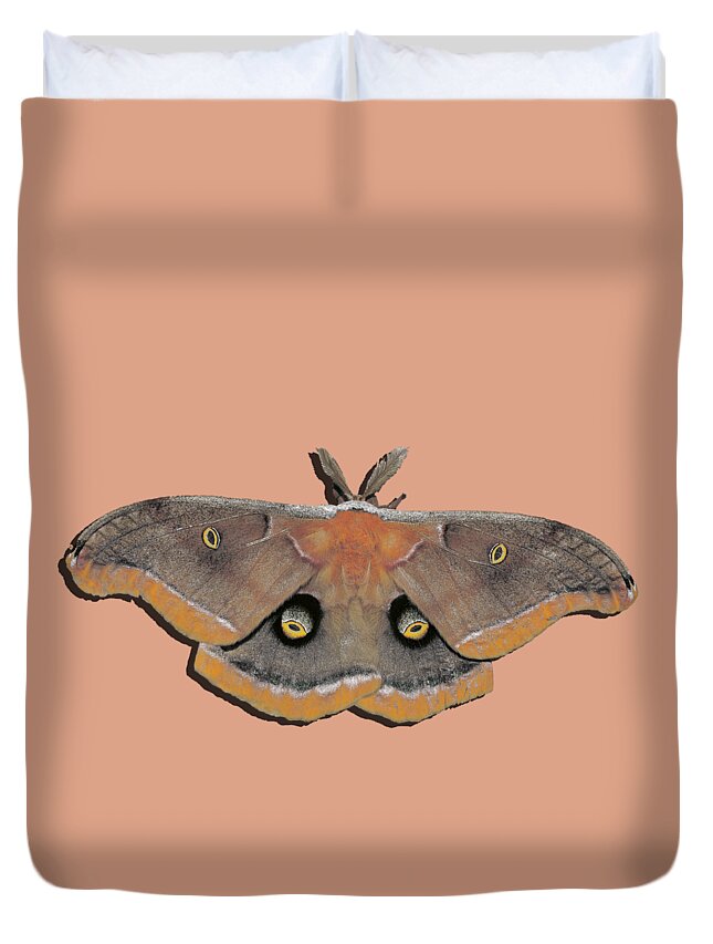 Polyphemus Moth Duvet Cover featuring the photograph Male Moth Orange and Brown .png by Al Powell Photography USA