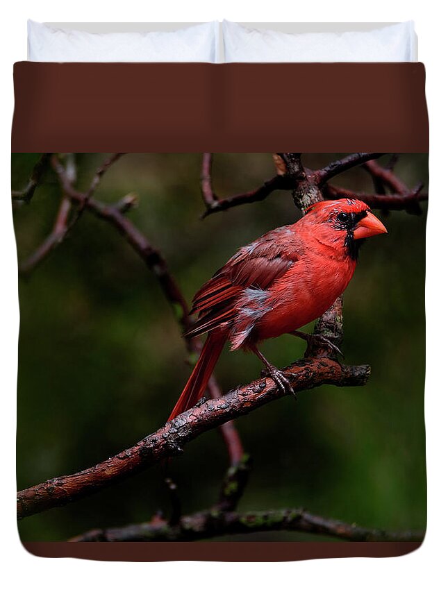 Male Northern Cardinal Duvet Cover featuring the photograph Male Northern Cardinal by Debra Martz