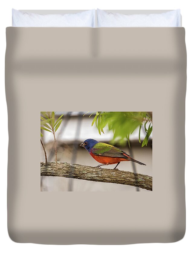 Bird Duvet Cover featuring the photograph Male Painted Bunting by Norman Peay
