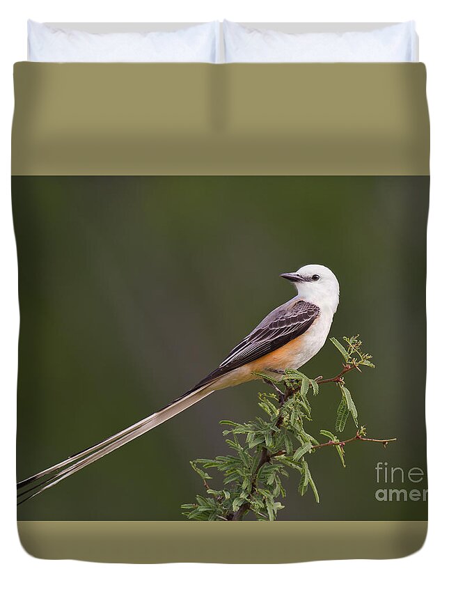 Dave Welling Duvet Cover featuring the photograph Male Scissor-tail Flycatcher Tyrannus Forficatus Wild Texas by Dave Welling