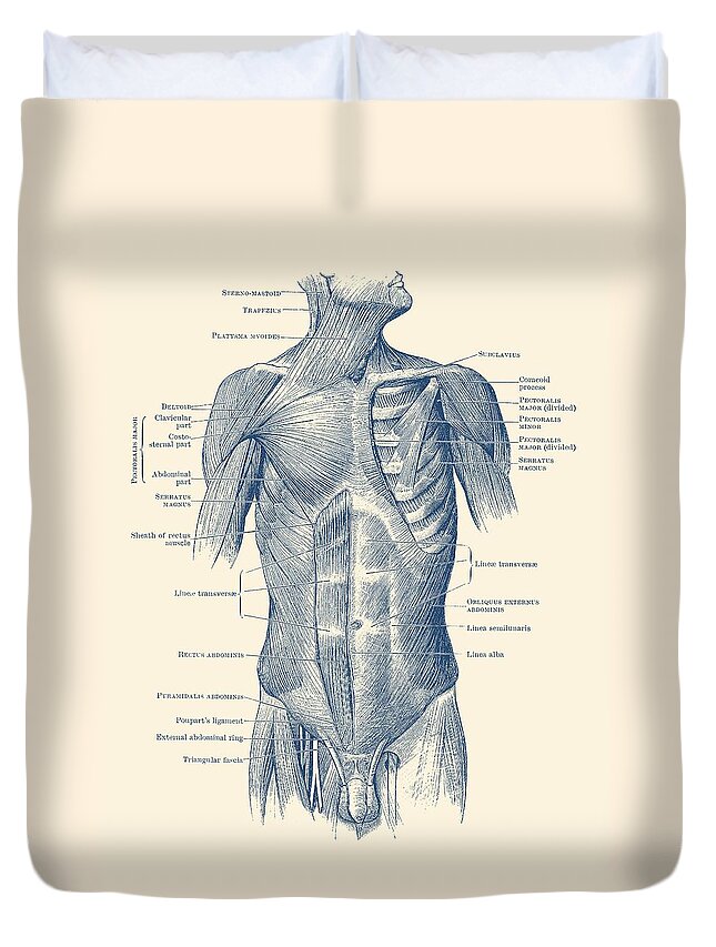 Male Muscular System Duvet Cover featuring the drawing Male Upper Body Muscular System - Vintage Anatomy by Vintage Anatomy Prints