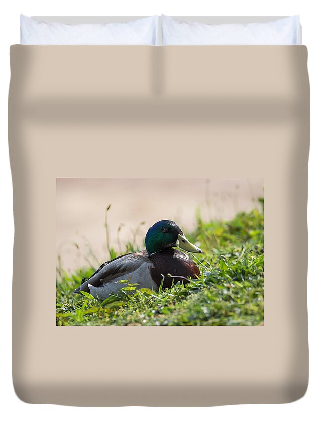 Mallard Duvet Cover featuring the photograph Mallard Drake on the Ohio River Bank by Holden The Moment