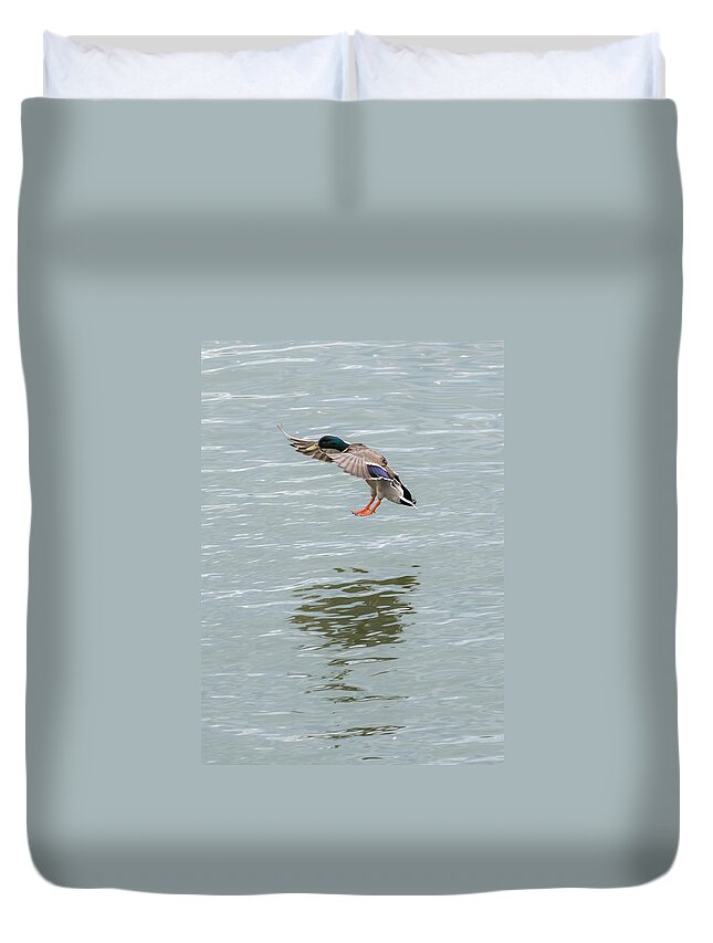 Mallard Duvet Cover featuring the photograph Mallard Drake Coming In For A Landing On The Ohio by Holden The Moment