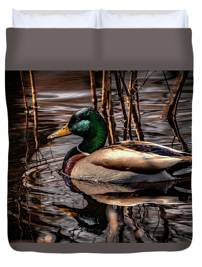 Mallard Duck Duvet Cover featuring the photograph Mallard Drake by Ray Congrove