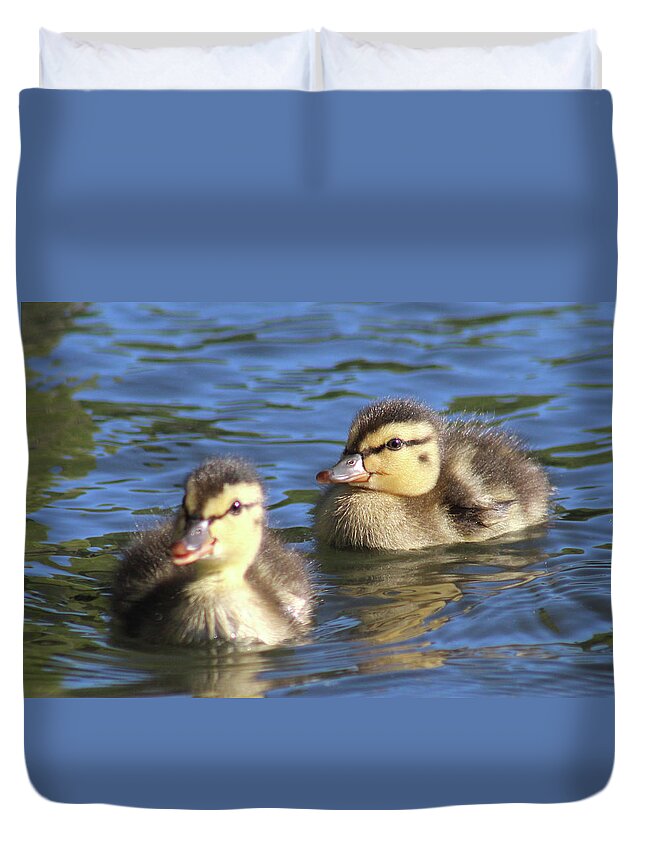 Mallard Duck Duvet Cover featuring the photograph Mallard Ducklings Stony Brook New York by Bob Savage
