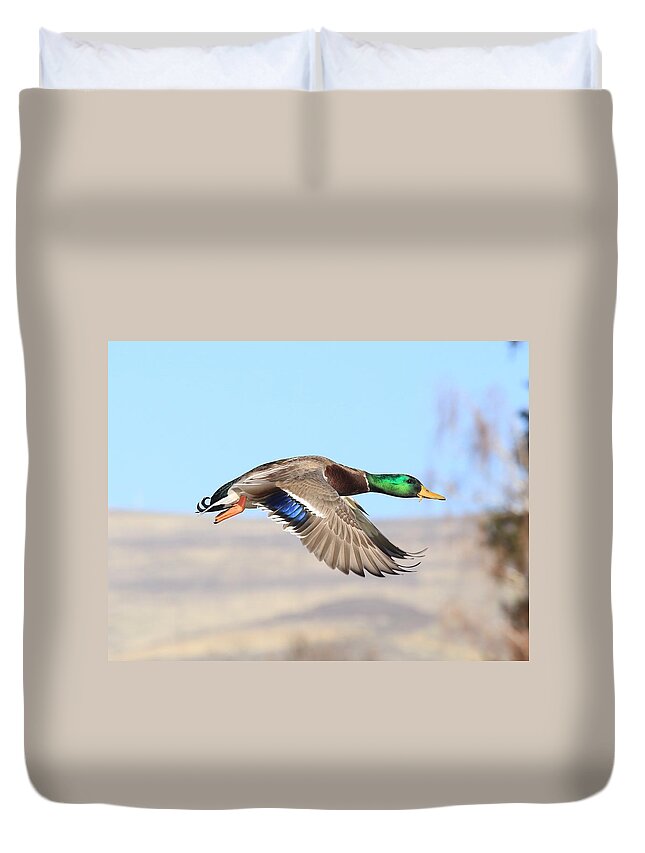 Mallard Flying Over Duvet Cover featuring the photograph Mallard flying over by Lynn Hopwood