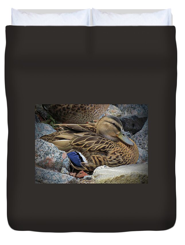 Mallard Duck Duvet Cover featuring the photograph Mallard Hen by Cynthia Guinn