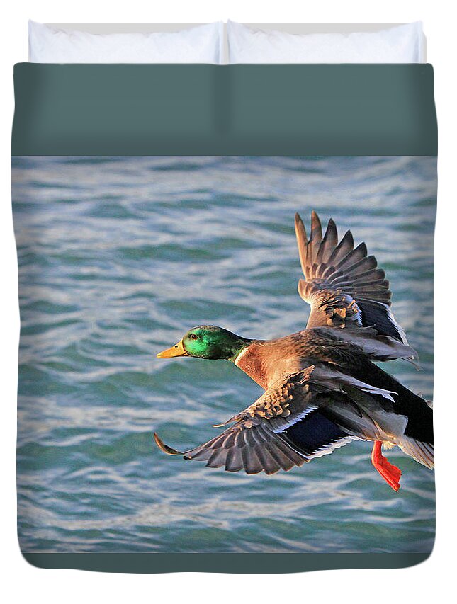 Duck Duvet Cover featuring the photograph Mallard in Flight 3 by Shoal Hollingsworth