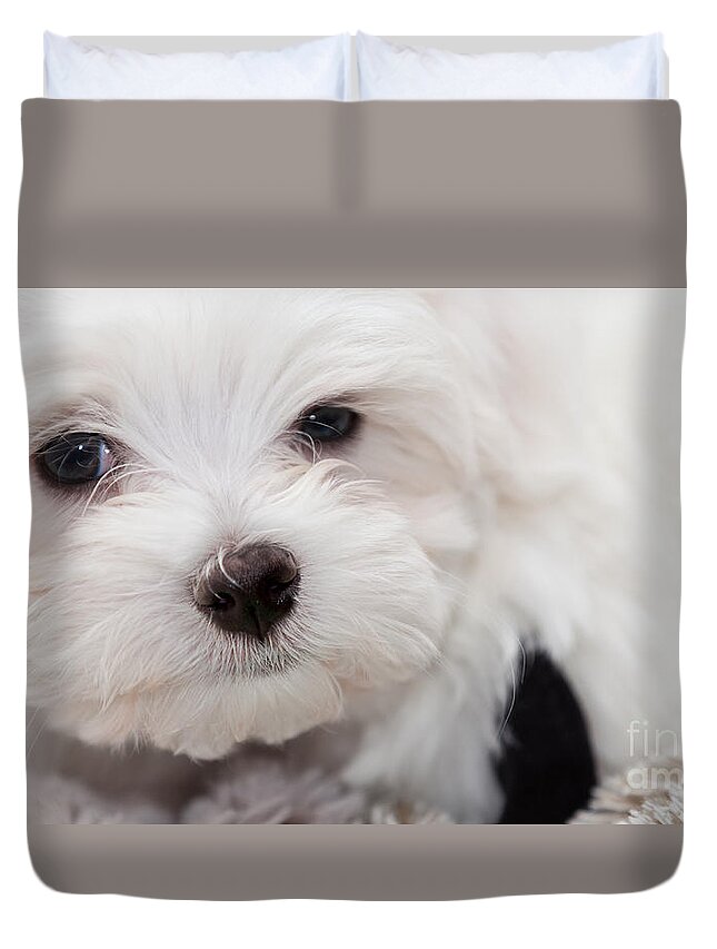 Maltese Puppy Duvet Cover For Sale By Shaun Wilkinson