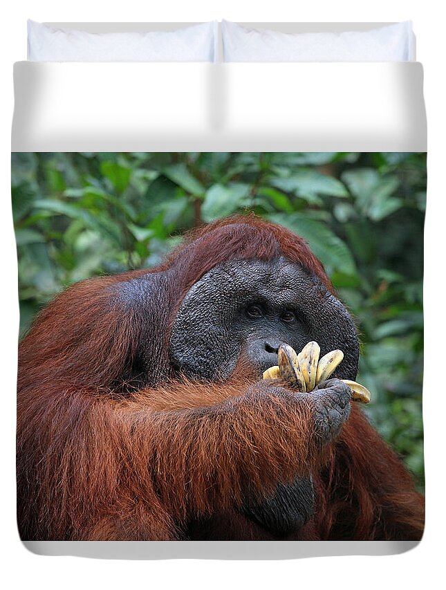Orangutan Duvet Cover featuring the photograph Man of the Forest 1 by Darcy Dietrich