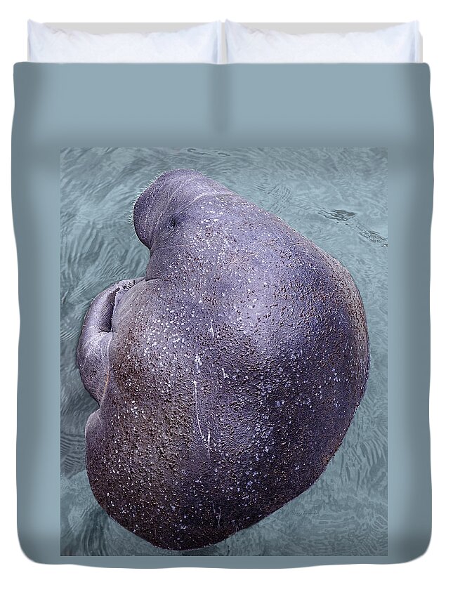 Florida Duvet Cover featuring the photograph Manatee Seen From Dock- Up close 2 by Penny Lisowski