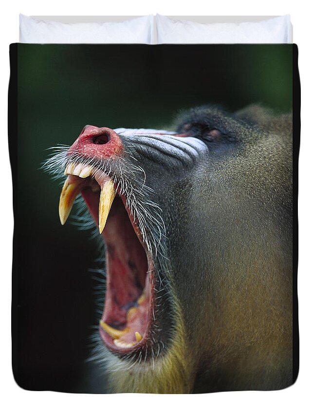 Mp Duvet Cover featuring the photograph Mandrill Mandrillus Sphinx Adult Male by Cyril Ruoso