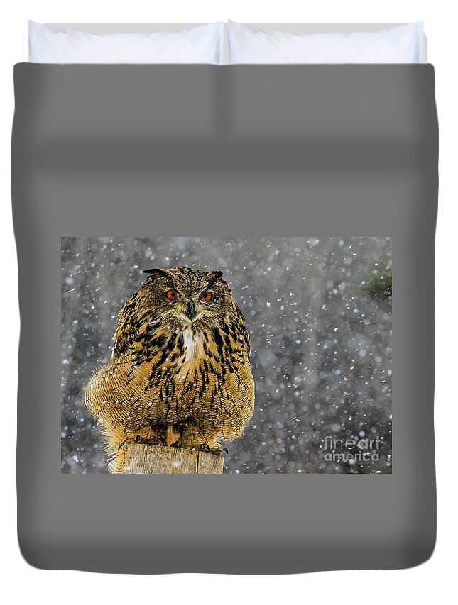 Owl Duvet Cover featuring the photograph Mango by Jale Fancey