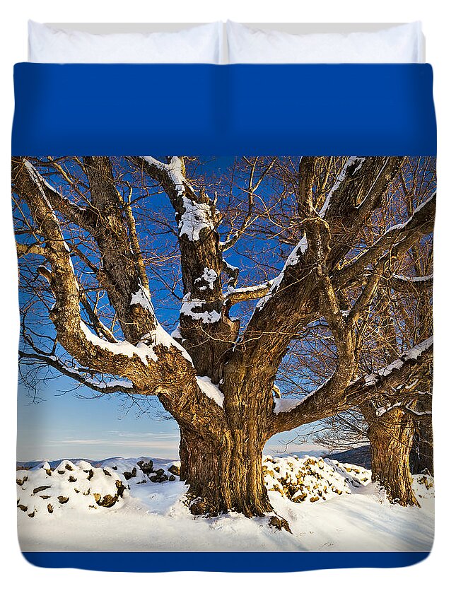 Winter Duvet Cover featuring the photograph Maples In Winter by Alan L Graham