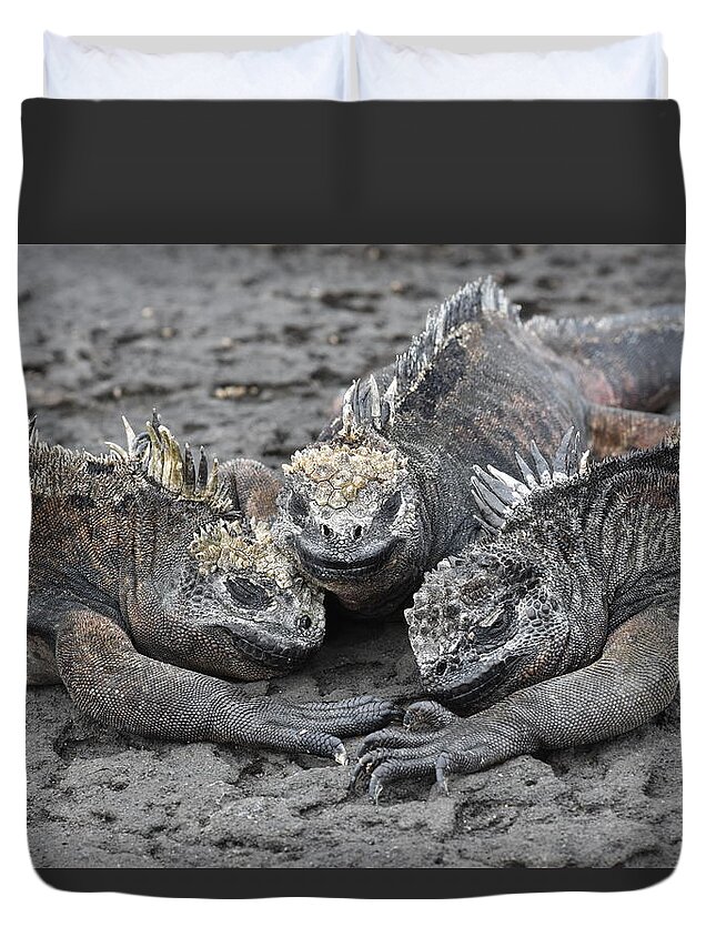 Iguana Duvet Cover featuring the photograph Marine Iguana Rendevous by Ben Foster