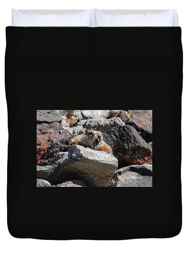 Mt. Washburn Duvet Cover featuring the photograph Marmot Yawning by Joan Wallner