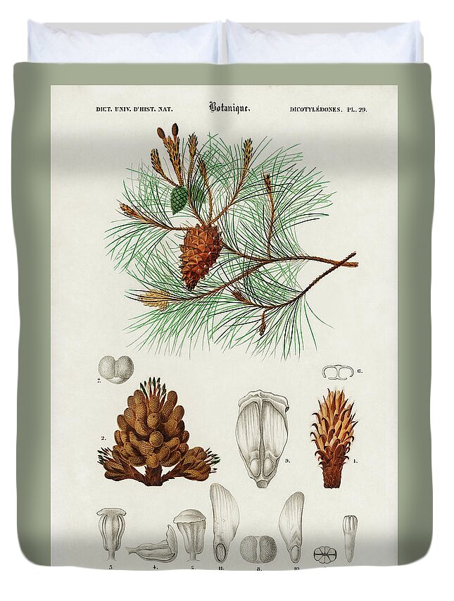 Vintage Duvet Cover featuring the painting Martime pine - Pinus maritima by Vincent Monozlay