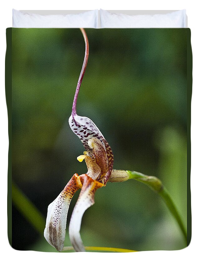 Orchid Duvet Cover featuring the photograph Masdevallia hortensiae orchid by Heiko Koehrer-Wagner