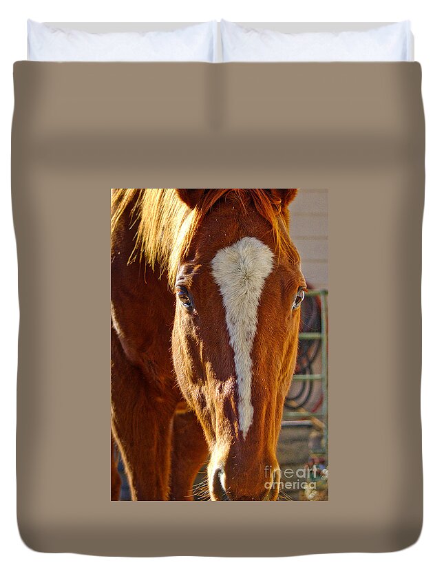Mccool Duvet Cover featuring the photograph McCool, Grandson of Secretariat by Cindy Schneider