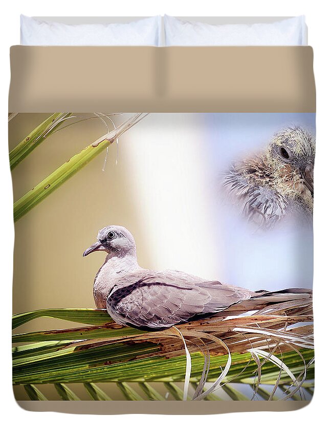 Dove Chicks Duvet Cover featuring the photograph Me all grown up 01 by Kevin Chippindall